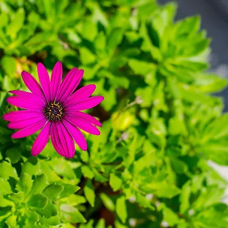 Helles Nur 20 Minuten Zum Mit 2 Terrassen * Rovinj